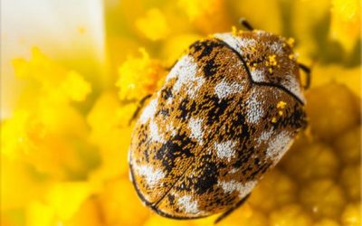 Carpet Beetles