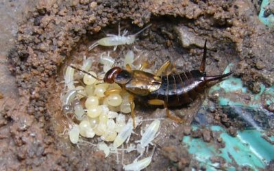 Earwigs