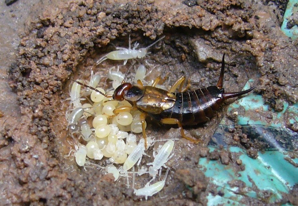 Earwigs