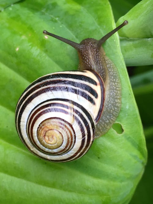 Snails