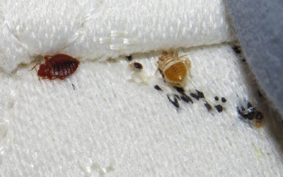 Bed Bugs